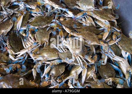 Washington DC frischen Fisch und Schalentiere Lebensmittelmarkt Maine Ave Chesapeake Bay Blue Crab und verschiedene Fische zu verkaufen Stockfoto