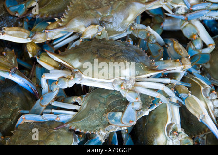 Washington DC frischen Fisch und Schalentiere Lebensmittelmarkt Maine Ave Chesapeake Bay Blue Crab und verschiedene Fische zu verkaufen Stockfoto