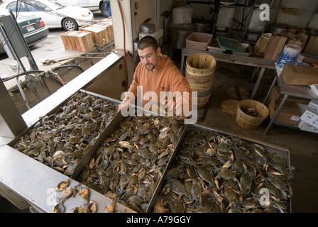 Washington DC essen frischen Fisch AnChesapeake Bay Blue Crab und verschiedene Fishd Meeresfrüchte-Markt auf den Verkauf von Maine Ave Stockfoto