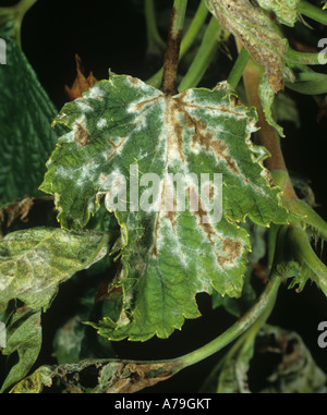 Amerikanische Stachelbeere Mehltau Sphaerotheca Mors Uvae Infektion auf schwarze Johannisbeere Blatt Stockfoto