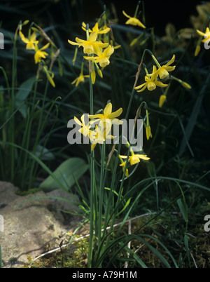 Narcissus Hawera blühende Pflanzen in einem schattigen Blumen Stockfoto