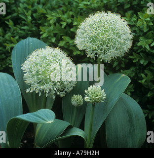 Allium Ivory Queen blühenden Köpfe Stockfoto