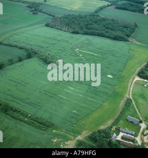 Luftaufnahme Weizenernte zwischen einige Bohrer-Zeilen Stockfoto