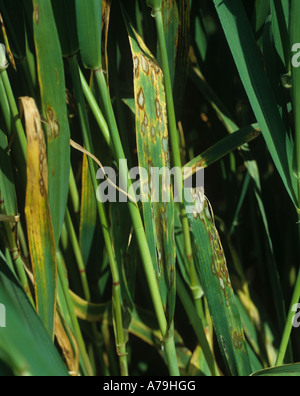 Gerste-Blattfleckenkrankheit Rhynchosporium Secalis Blatt Läsionen auf eine reifende Gerste Ernte Stockfoto