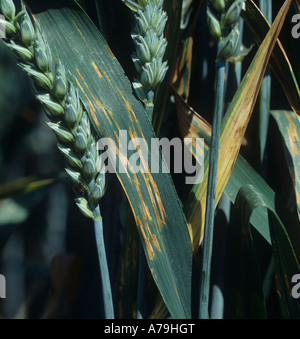 Gesprenkelte Blattflecken oder Septoria-Blattflecken (Zymoseptoria tritici) auf Weizenblättern Stockfoto