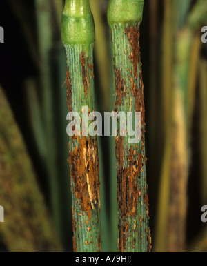 Schwarzer Stamm Rost Puccinia Graminis auf bärtige begrannt Weizen stammt Stockfoto