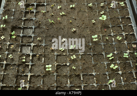 Dämpfung von Pythium sp beeinflussen die Keimung von Kohl in einem Anzuchtkasten Stockfoto