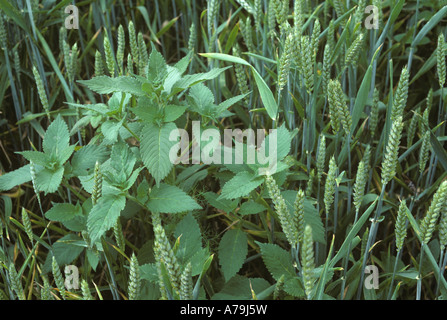 Gemeinsamen Hanf Brennnessel Galeopsis Tetrahit Unkraut Pflanzen in Weizenernte im Ohr Stockfoto