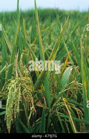 Bakterielle Blatt Streifen Xanthomonas Oryzicola auf Reispflanzen im Ohr Stockfoto