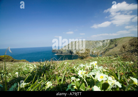 Primeln wächst auf rührende in der Nähe von Tintagel, Cornwall, UK Stockfoto