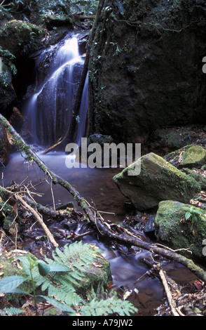 Kleiner Wasserfall in unter Nebelwald in La Tigra Nationalpark Honduras Stockfoto