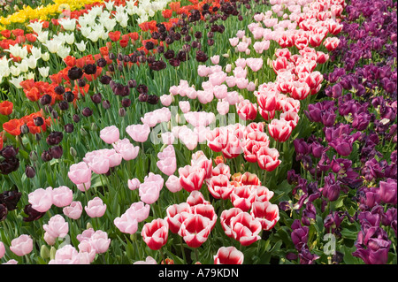 Tulpe-Anzeige im Eden Project, Cornwall, UK Stockfoto