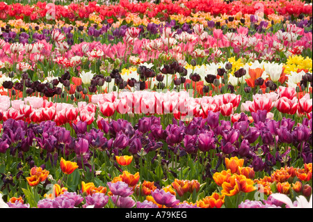 Tulpe-Anzeige im Eden Project, Cornwall, UK Stockfoto