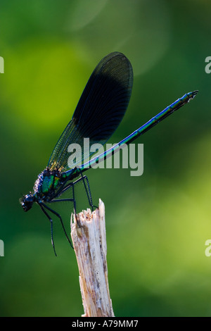 Gebänderten Demoisell männlich in Tau Calopteryx splendens Stockfoto