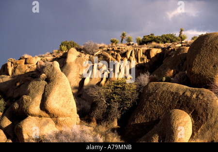 Joshua Tree Nationalpark Yucca Brevifolia ist ein Einkeimblättrigen Baum native die Staaten Kalifornien, Arizona Utah und Nevada. Stockfoto