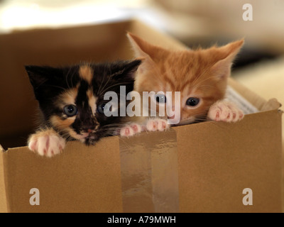 Zwei vier Woche alte Kätzchen ein Tortoishell ein Ingwer in einer Box Stockfoto