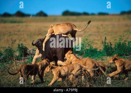 Ein Rudel Löwen jagen eine einsame Büffel Chobe Game Reserve Botswana Stockfoto