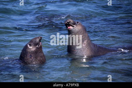 Die zerklüftete Küste von Big Sur California Pacific Dichtung Walross Säugetier schwimmen liegen faul ausruhen g fetten Speck weich kuschelig Stockfoto