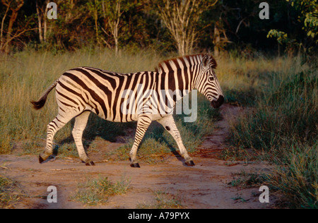 Ein einsamer Zebra Wandern in üppigen Bushveld Sabi Sand Game Reserve Mpumalanga in Südafrika Stockfoto