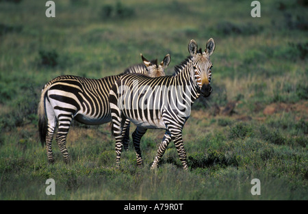 Zwei Bergzebras in ein offenes Grasland Südafrika Western Cape Provinz Stockfoto