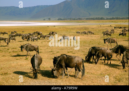 Weißen bärtigen Gnus Gnu Erdgeschoss Ngorongoro Crater Lake Magadi im Hintergrund Ngorongoro Krater Tansania Stockfoto