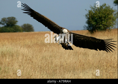 Ruppells Geier Griffon kommen, um an einen Kadaver auf dem Serengeti Plains während der Migration Serengeti Tansania landen Stockfoto