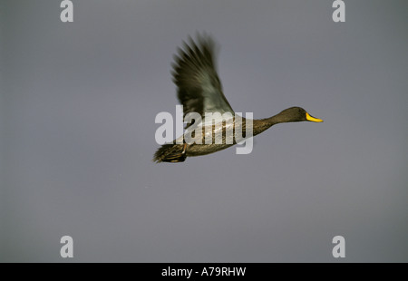 Eine gelbe Ente in Flug Port Nolloth Northern Cape Südafrika abgerechnet Stockfoto