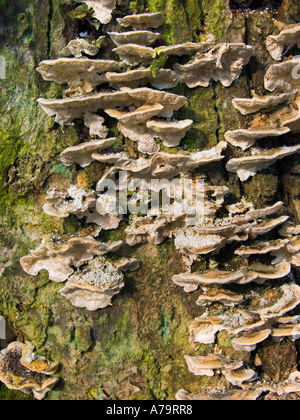 Honig Champignons Baum Treemushroom Xylobiont auf Holz Rinde Wald sprießen Spross gesprossen Stockfoto