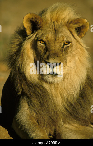 Porträt von einem herrlichen blonden Mähne Löwe Panthera Leo Porträt Südafrika Stockfoto