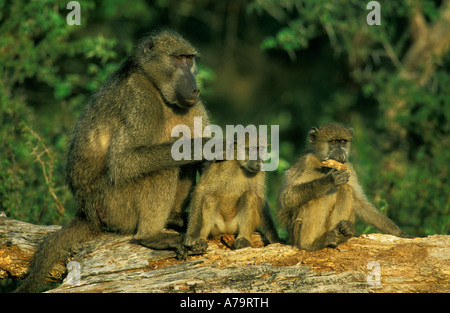 Chacma Pavian Papio Ursinus Erwachsenen mit zwei Kindern sitzen auf einem Baumstamm Krüger-Nationalpark Stockfoto