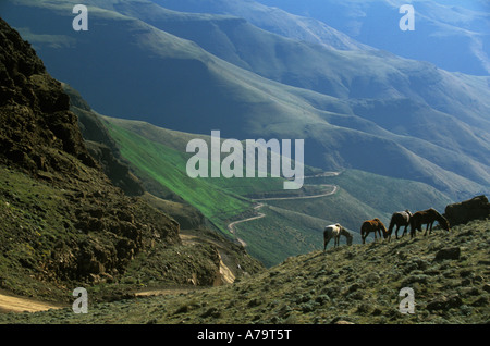 Eine Gruppe Pferde weiden auf einem Hügel mit einer gewundenen Berg im Hintergrund Lesotho Stockfoto