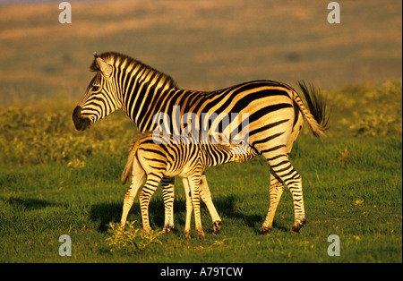 Ein Burchells Zebra Fohlen von seiner Mutter NA Südafrika trinken Stockfoto