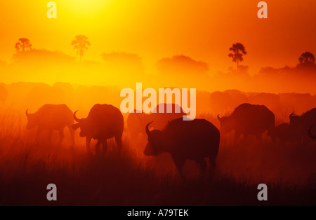 Sonnenuntergang Silhouette des Büffel-Herde in Staub Duba Plains Okavango Delta, Botswana Stockfoto