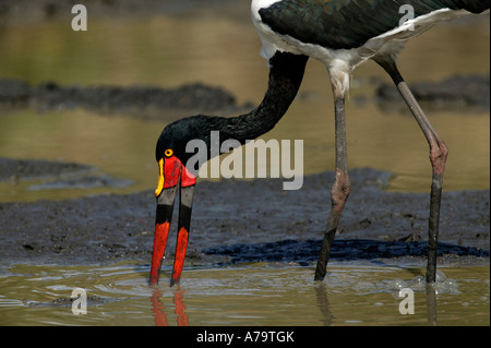 Weibliche Sattel abgerechnet Storch mit diagnostischen gelbes Auge Futter für Frösche in einer flachen natürlichen Pfanne Sabi Sand Game Reserve Stockfoto