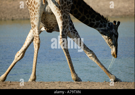 Giraffe betrachtet von hinten, wie es aussieht vom Trinken Sabi Sand Game Reserve Mpumalanga in Südafrika Stockfoto