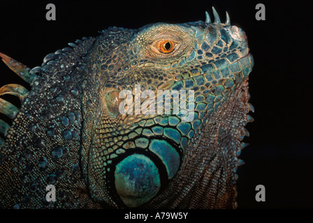 Leguan Porträt Reptile Park in Südafrika Stockfoto