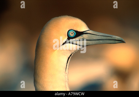 Cape Gannet Lamberts bay Western Cape Südafrika Stockfoto