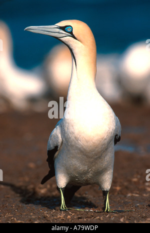 Cape Gannet Lamberts bay Western Cape Südafrika Stockfoto