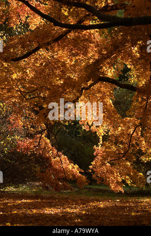 Acer palmatum Stockfoto