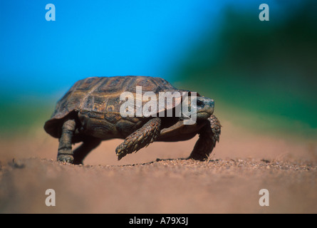 Eine Pantherschildkröte zu Fuß auf offener Boden Sabi Sand Game Reserve Mpumalanga in Südafrika Stockfoto