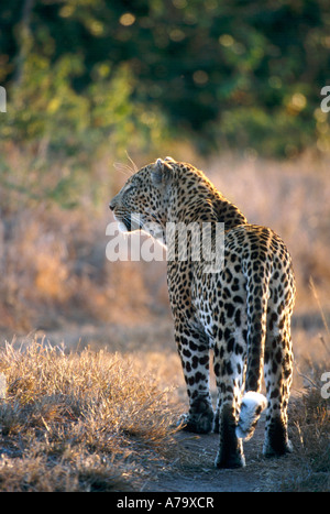 Einem männlichen Leoparden auf der Jagd in der Sabi Sands game Reserve im späten Nachmittag Sabi Sand Game Reserve Mpumalanga Stockfoto