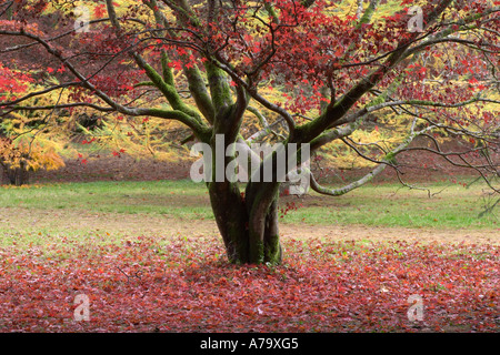 Acer Palmatum Ssp amoenum Stockfoto