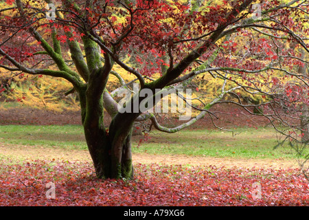 Acer Palmatum Ssp amoenum Stockfoto