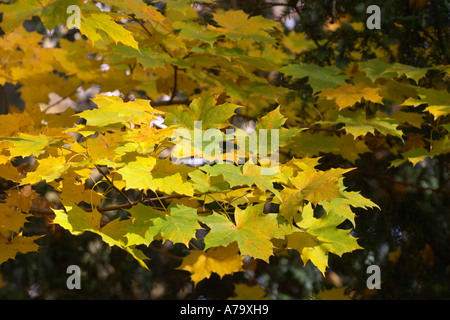 Acer platanoides Stockfoto