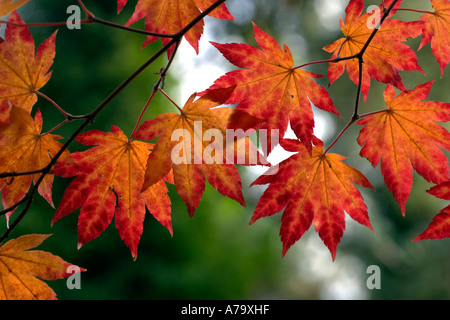 Acer shirasawanum Stockfoto