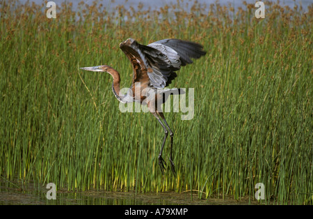 Ein Goliath Heron Ausziehen aus dem Wasser False Bay Park St Lucia Kwazulu Natal in Südafrika Stockfoto