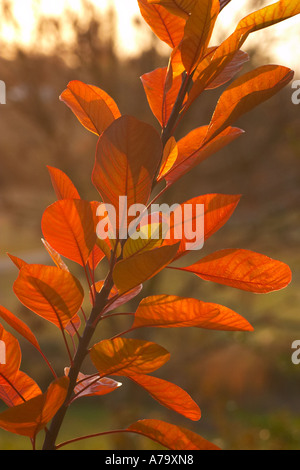 Cotinus-Flamme Stockfoto