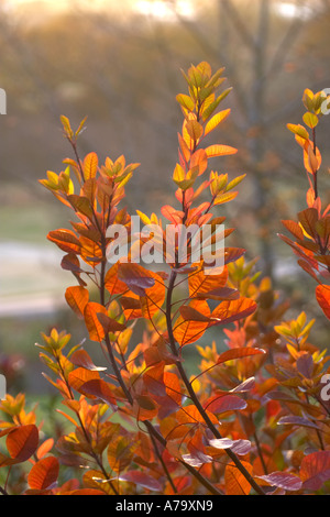Cotinus-Flamme Stockfoto