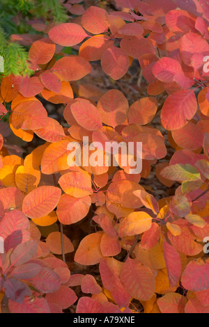 Cotinus-Grace Stockfoto