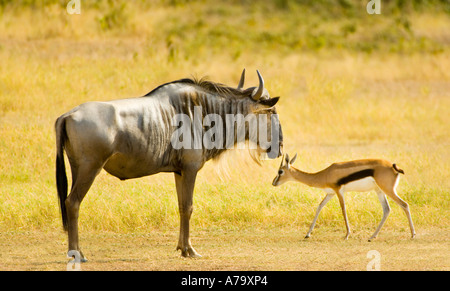 wilde GNU Gnus und Springbok Bok Frühling Kenia in Ostafrika Amboseli Nationalpark Nationalpark Impala Aepyceros Melampus Stockfoto